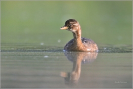 <p>POTÁPKA MALÁ (Tachybaptus ruficollis) /Little grebe – Zwergtaucher/</p>